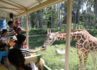 Aventura casi regalada: el Zoológico Guadalajara tumba sus precios y así puedes aprovechar desde Sinaloa