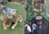 Fiscalía cae sobre Félix Sandoval: clausuran “Animalandia” y reabre debate por negocio con fauna