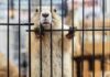 Edomex prohíbe experimentos con animales en escuelas y endurece ley contra maltrato