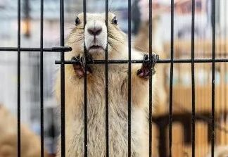 Edomex prohíbe experimentos con animales en escuelas y endurece ley contra maltrato