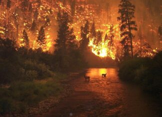 México arde: 49 incendios forestales activos marcan récord en plena ola de calor