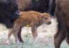 Tras 200 años, nacen tres bisontes en Sonora y revive una especie histórica