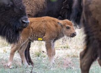 Tras 200 años, nacen tres bisontes en Sonora y revive una especie histórica