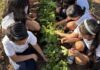 13 escuelas de Culiacán convierten sus patios en aulas vivas con huertos agroecológicos
