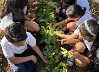 13 escuelas de Culiacán convierten sus patios en aulas vivas con huertos agroecológicos