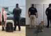 Denuncia ciudadana frena tráfico de fauna en Michoacán: transportaba un jaguar cachorro en su camioneta