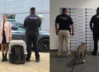 Denuncia ciudadana frena tráfico de fauna en Michoacán: transportaba un jaguar cachorro en su camioneta