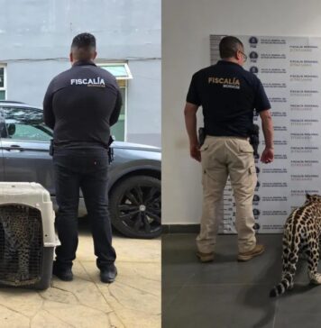 Denuncia ciudadana frena tráfico de fauna en Michoacán: transportaba un jaguar cachorro en su camioneta