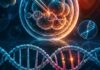 Superan el desastre de CRISPR: Científicos logran editar embriones humanos sin destruir su ADN