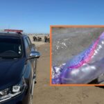 Oleaje arrastra plaga de quemadores a playas de Guasave: Protección Civil prohíbe entrar al mar