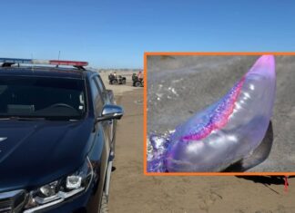 Oleaje arrastra plaga de quemadores a playas de Guasave: Protección Civil prohíbe entrar al mar