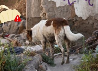 Blindaje roto en Durango: Confirman primer caso de gusano barrenador en un perro mientras la frontera con EU sigue cerrada