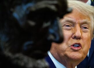 Freno al bombardeo: Donald Trump cancela los ataques militares de esta noche contra Irán tras reportar un avance de paz