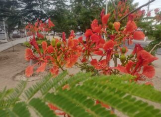 La escasez de agua enciende el paisaje de Culiacán: el estrés hídrico hace florecer intensamente a los tabachines