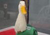 Pato Merlín vs. Millones en marketing: La mascota de una vendedora ambulante que humilló al diseño oficial de la FIFA