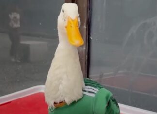 Pato Merlín vs. Millones en marketing: La mascota de una vendedora ambulante que humilló al diseño oficial de la FIFA