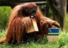 El “oráculo” de Dortmund: el orangután Walter elige a Alemania como ganadora en el Mundial 2026