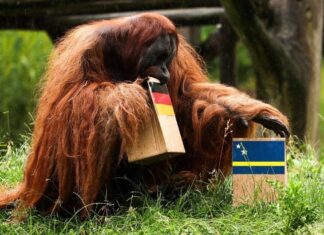 El “oráculo” de Dortmund: el orangután Walter elige a Alemania como ganadora en el Mundial 2026