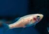 Descubren que los peces cebra tienen cuatro tipos de sueño similares a los humanos
