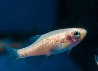 Descubren que los peces cebra tienen cuatro tipos de sueño similares a los humanos