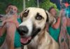 Buscaba a su perrita hace un mes y la encuentra de fiesta: Apareció en vivo en el festejo del Mundial