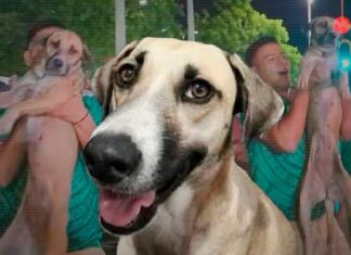 Buscaba a su perrita hace un mes y la encuentra de fiesta: Apareció en vivo en el festejo del Mundial