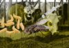Guerra biológica en Chiapas: México y EE. UU. lanzan millones de moscas estériles para frenar plaga mortal
