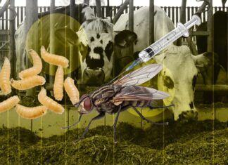 Guerra biológica en Chiapas: México y EE. UU. lanzan millones de moscas estériles para frenar plaga mortal