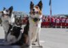 El legado de Athos en Venezuela: Los tres perros de la Cruz Roja Mexicana que viajan para rescatar sobrevivientes del sismo
