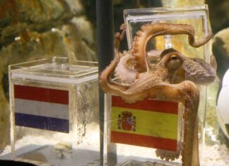 Del pulpo Paul a las nutrias: los animales que también juegan su propio Mundial