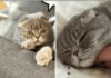 Maximus, el gato del primer ministro de Bélgica, se suma a los “oráculos” del Mundial 2026