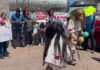 Comunidades de Ohuira acusan “vista gorda” ante impacto ambiental de planta de amoniaco