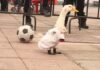 Dueña del Pato Merlín va al IMPI para blindar su imagen y frenar usos comerciales no autorizados