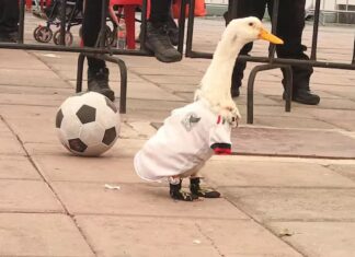 Dueña del Pato Merlín va al IMPI para blindar su imagen y frenar usos comerciales no autorizados