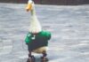 Pato Merlín queda blindado: IMPI reconoce oficialmente la marca y protege su uso en México