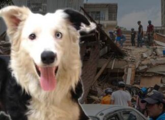 Tsunami encuentra a sobreviviente entre escombros y revive el recuerdo de Frida tras sismos en Venezuela