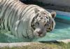 La UNAM revela la causa de muerte del tigre Kenzo; una bala en la cabeza fue letal