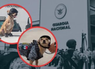 De mascota vulnerable a elemento de la Guardia Nacional: La historia de “Comando”, el perro uniforme en Chihuahua