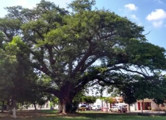 Alerta ecológica: la doble estrategia de reproducción con la que el álamo salva los ríos de Sinaloa