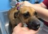 Cámaras captan golpiza a la perrita ‘Kuki’ en Los Mochis: Fundación exige castigo para dos menores de edad