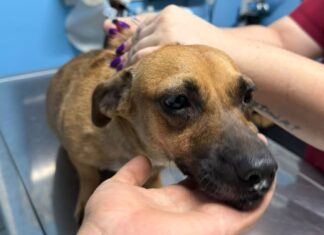 Cámaras captan golpiza a la perrita ‘Kuki’ en Los Mochis: Fundación exige castigo para dos menores de edad
