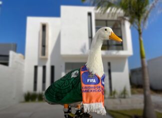 De vivir ocultos en un local a tener casa propia: Sheinbaum gestiona vivienda para la familia del Pato Merlín