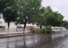 Bloqueo vial por lluvias: Un solo carril habilitado en la carretera Culiacán-Navolato tras caída de un árbol