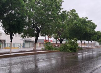 Bloqueo vial por lluvias: Un solo carril habilitado en la carretera Culiacán-Navolato tras caída de un árbol