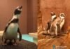 Especie bajo amenaza reactiva el turismo: los pingüinos de Humboldt regresan al Gran Acuario Mazatlán