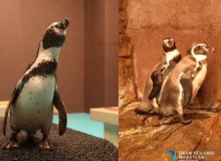 Especie bajo amenaza reactiva el turismo: los pingüinos de Humboldt regresan al Gran Acuario Mazatlán