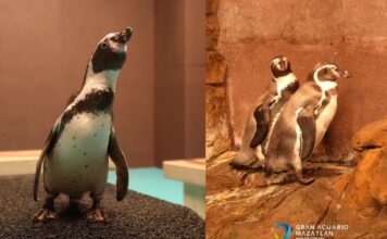 Especie bajo amenaza reactiva el turismo: los pingüinos de Humboldt regresan al Gran Acuario Mazatlán