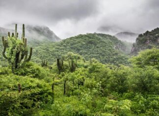 Alerta por lluvias de hasta 50 mm en el norte y la sierra de Sinaloa por el monzón mexicano