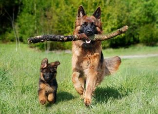 De la compañía a la adopción responsable: la historia y razón detrás del Día Mundial del Perro este 21 de julio