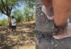 Madre encadena a un árbol a su hijo con esquizofrenia por falta de tratamiento en Ahome